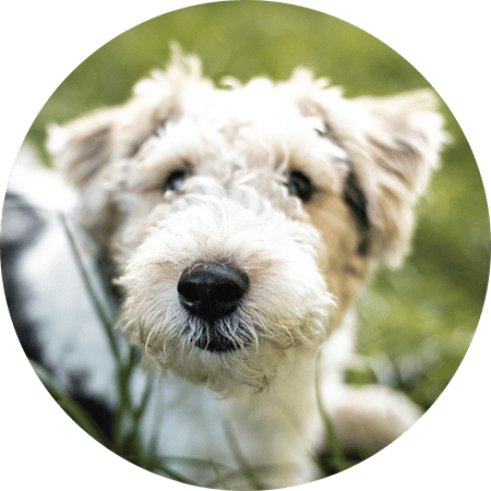 dog 1