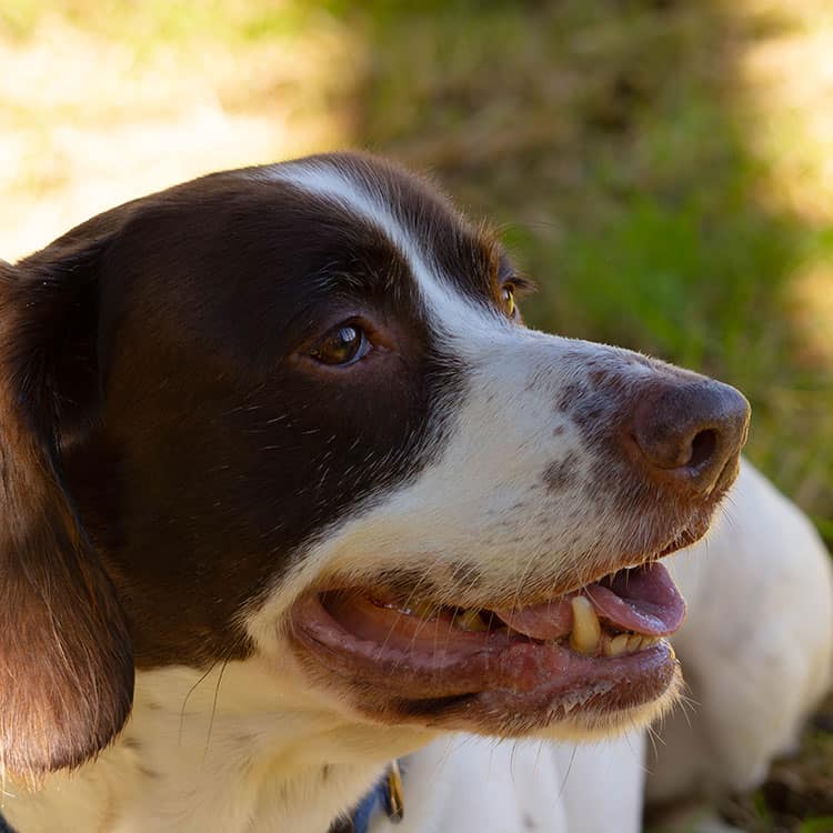 Dog1 750px