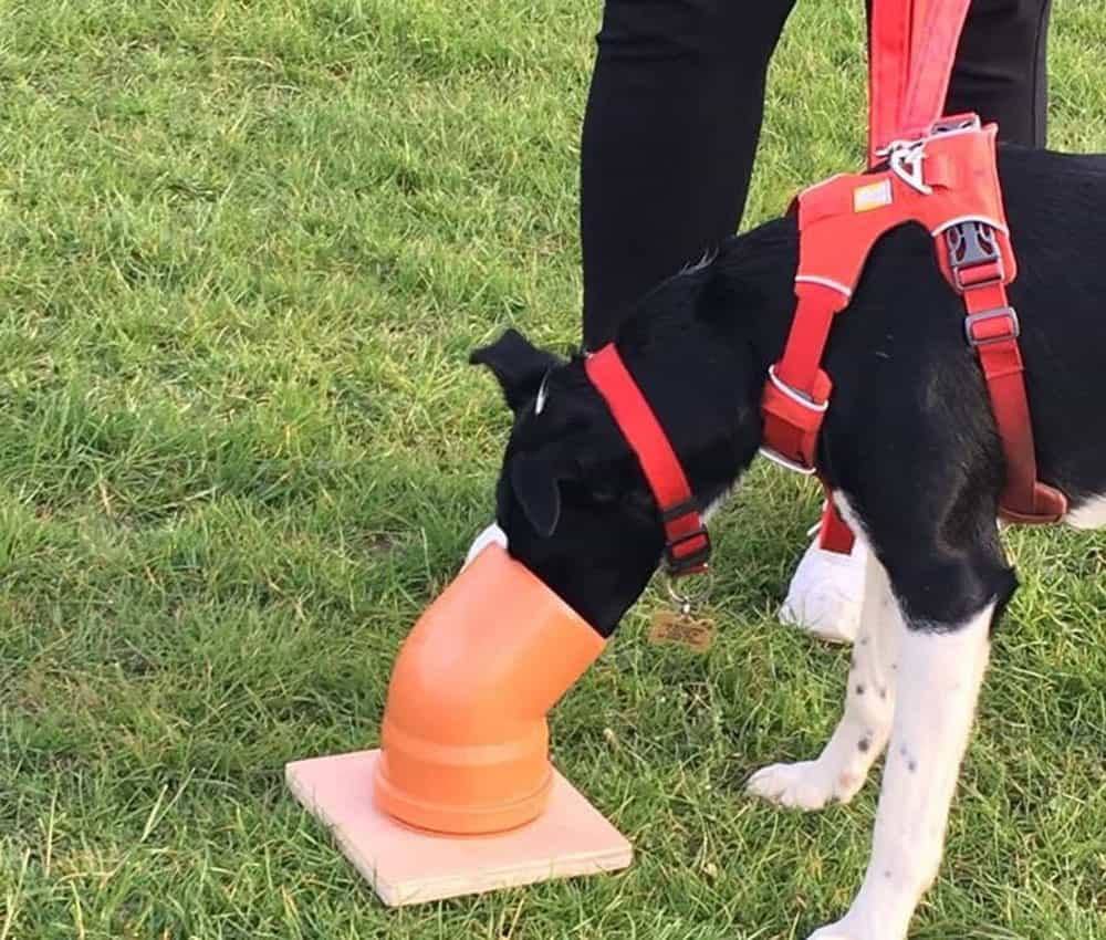 A dog practices scentwork