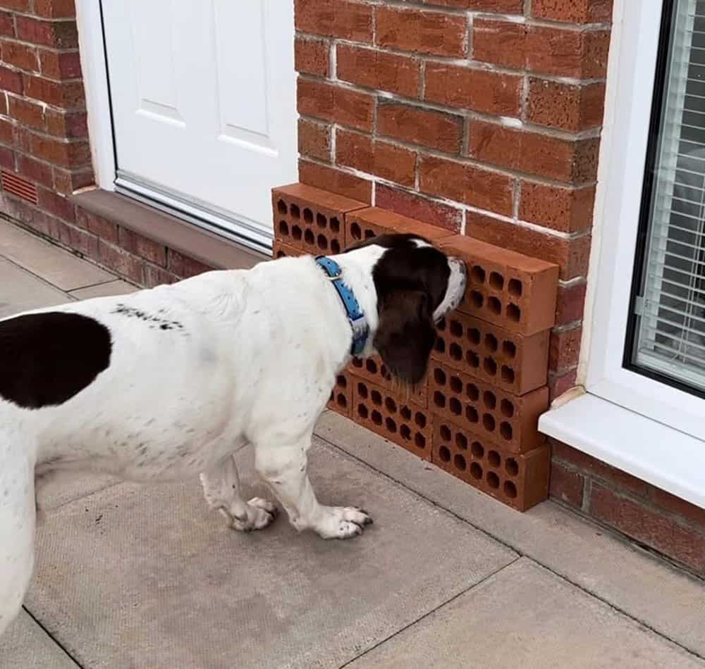 A dog sniffing doing scentwork training