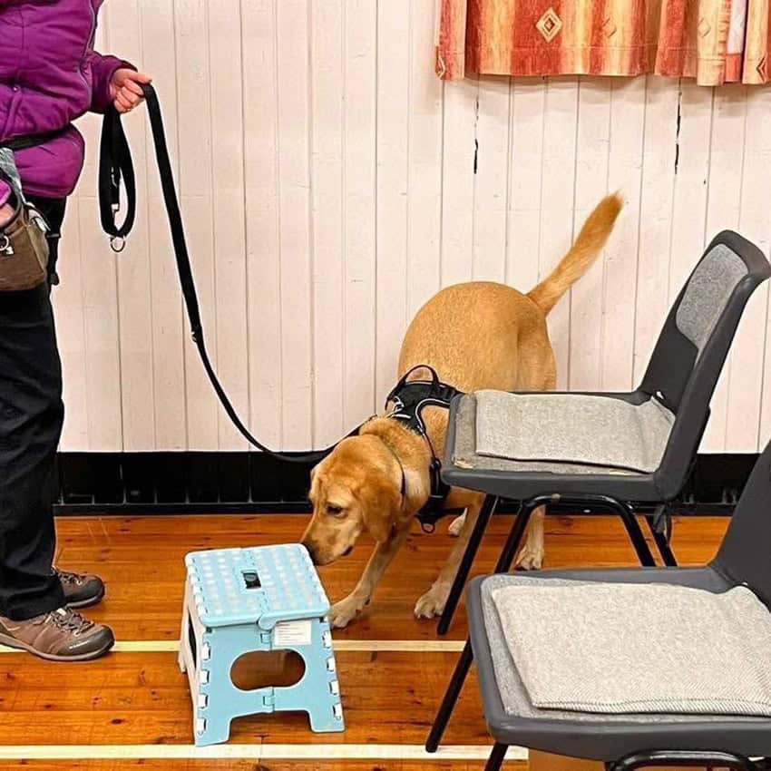 Dog training in a room