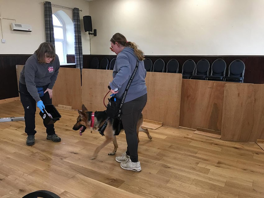 Dog training in a room