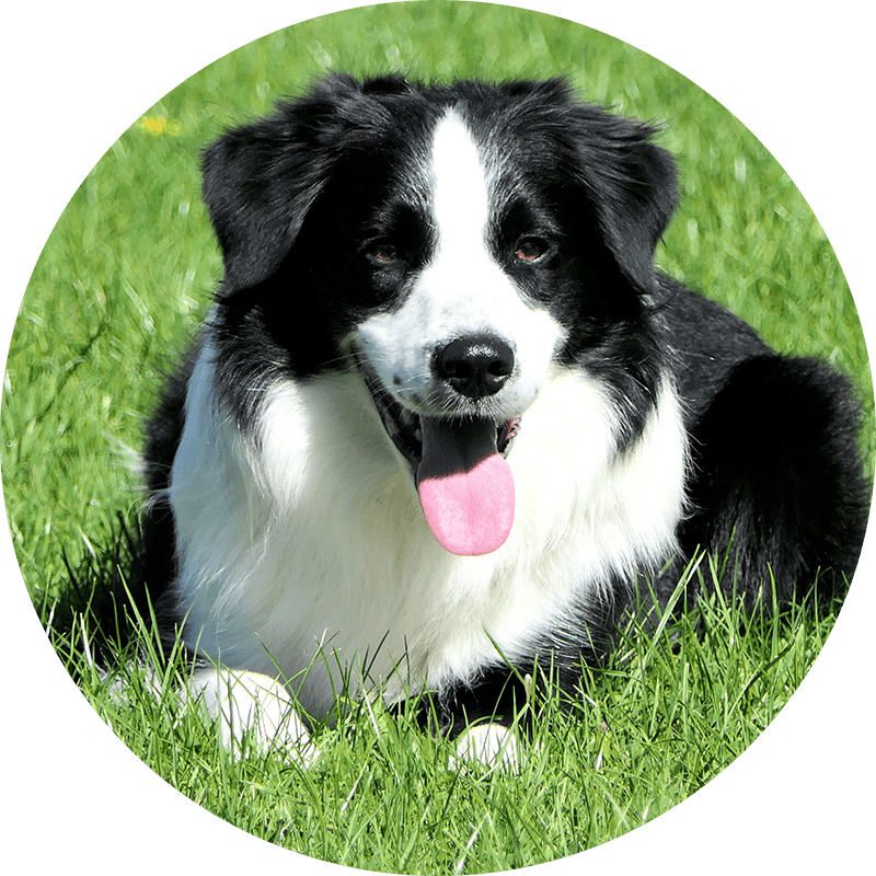 border collie